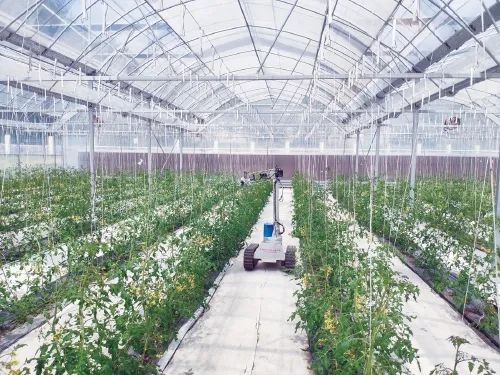 能与植物"对话"?来看更智能的设施农业
