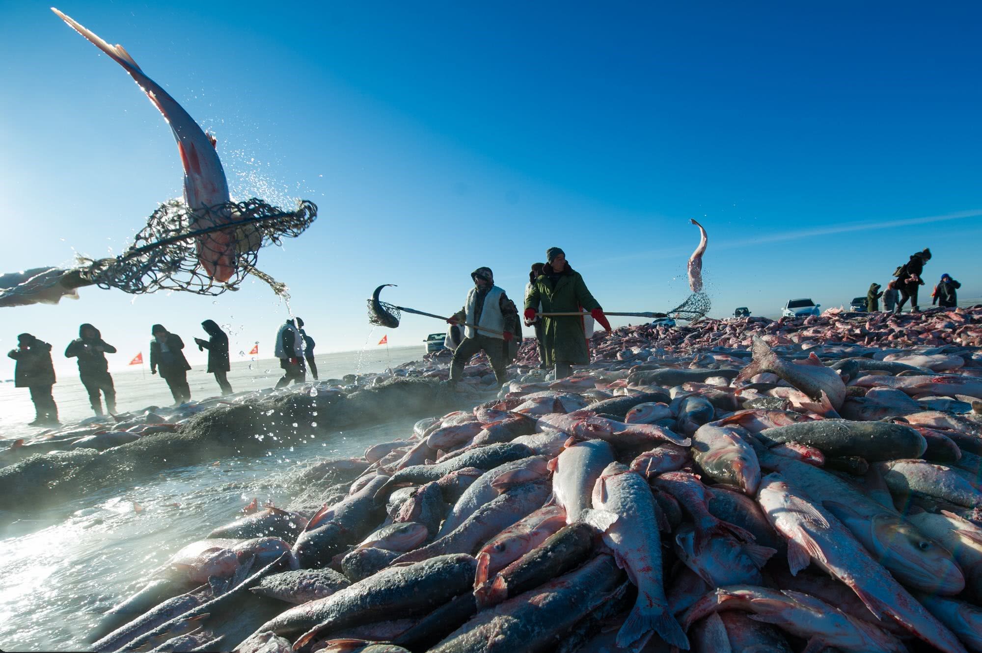 吉林有个大湖,冬捕的时候先要"雪网",这活可不是
