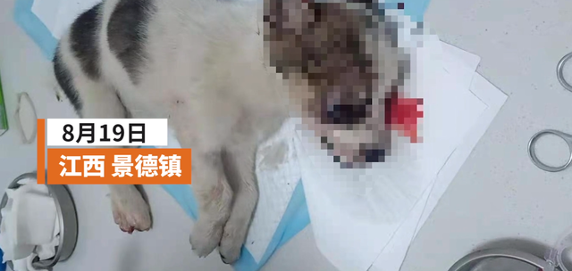 头骨碎裂、眼球脱出!江西一高校保安当众打死狗,学校:通报批评休闲区蓝鸢梦想 - Www.slyday.coM 头骨碎裂、眼球脱出!江西一高校保安当众打死狗,学校:通报批评休闲区蓝鸢梦想 - Www.slyday.coM