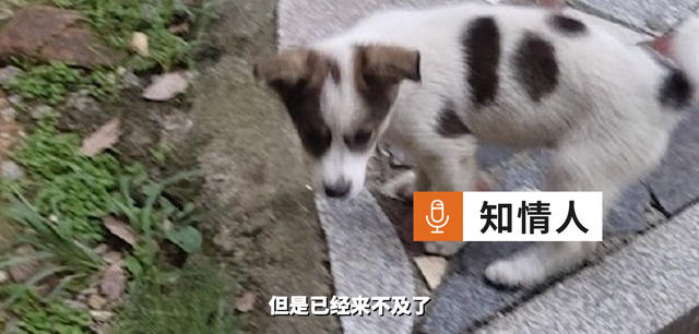 头骨碎裂、眼球脱出!江西一高校保安当众打死狗,学校:通报批评休闲区蓝鸢梦想 - Www.slyday.coM 头骨碎裂、眼球脱出!江西一高校保安当众打死狗,学校:通报批评休闲区蓝鸢梦想 - Www.slyday.coM