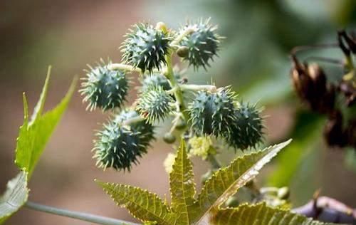 扫黑风暴:马帅死于蓖麻毒素,号称暗杀的完美毒药有多厉害?休闲区蓝鸢梦想 - Www.slyday.coM 扫黑风暴:马帅死于蓖麻毒素,号称暗杀的完美毒药有多厉害?休闲区蓝鸢梦想 - Www.slyday.coM