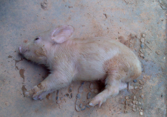 仔猪水肿病的症状和治疗怎样预防仔猪水肿病仔猪水肿病的治疗