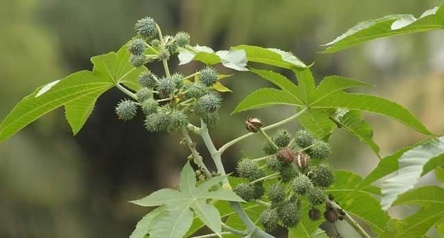 扫黑风暴:马帅死于蓖麻毒素,号称暗杀的完美毒药有多厉害?休闲区蓝鸢梦想 - Www.slyday.coM 扫黑风暴:马帅死于蓖麻毒素,号称暗杀的完美毒药有多厉害?休闲区蓝鸢梦想 - Www.slyday.coM