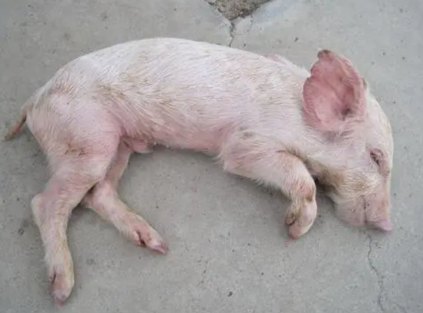 仔猪水肿病的症状和治疗怎样预防仔猪水肿病仔猪水肿病的治疗