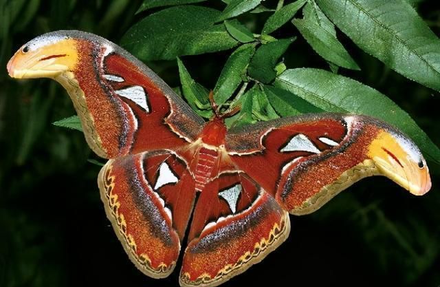 中国有毒的蝴蝶图片图片