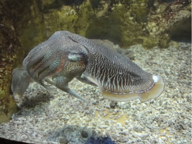 墨魚是海洋裡一種常見的軟體動物,因為它遇到強敵時會向敵人噴墨,然後