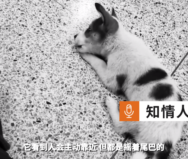 头骨碎裂、眼球脱出!江西一高校保安当众打死狗,学校:通报批评休闲区蓝鸢梦想 - Www.slyday.coM 头骨碎裂、眼球脱出!江西一高校保安当众打死狗,学校:通报批评休闲区蓝鸢梦想 - Www.slyday.coM