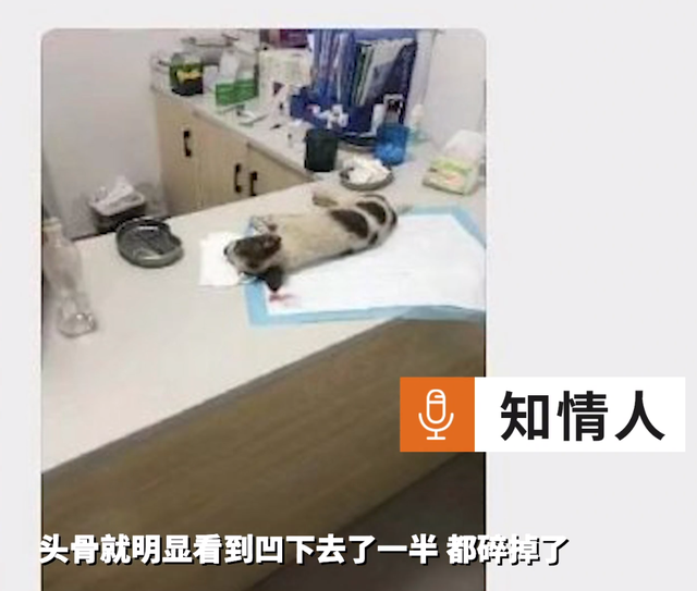 头骨碎裂、眼球脱出!江西一高校保安当众打死狗,学校:通报批评休闲区蓝鸢梦想 - Www.slyday.coM 头骨碎裂、眼球脱出!江西一高校保安当众打死狗,学校:通报批评休闲区蓝鸢梦想 - Www.slyday.coM