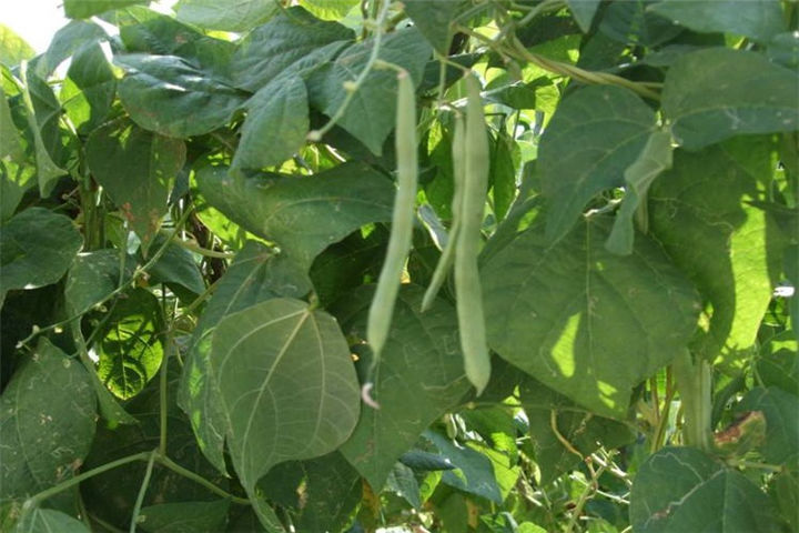 红腰豆植物图片