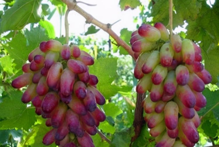 喀什喀尔葡萄品种图片