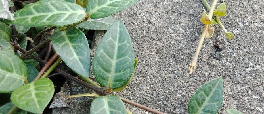 每日一中药,络石藤