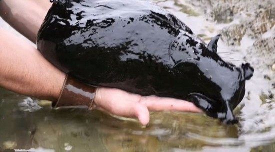 男子在海边的石缝水里面发现奇怪的生物,靠近之后后悔不已!