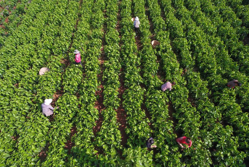 云南省寻甸县金所街道草海子村的农妇在采摘蚕桑叶（2020年5月16日摄，无人机照片）。新华社记者 杨宗友 摄