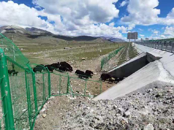 世界海拔最高高速公路今日通车：拉萨那曲间车程缩短一半