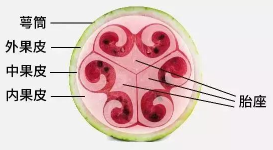 一个50块钱为什么今年西瓜特别贵