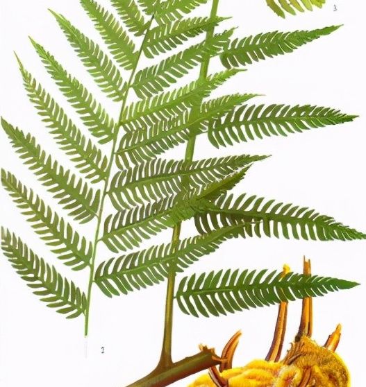 每日一中药狗脊