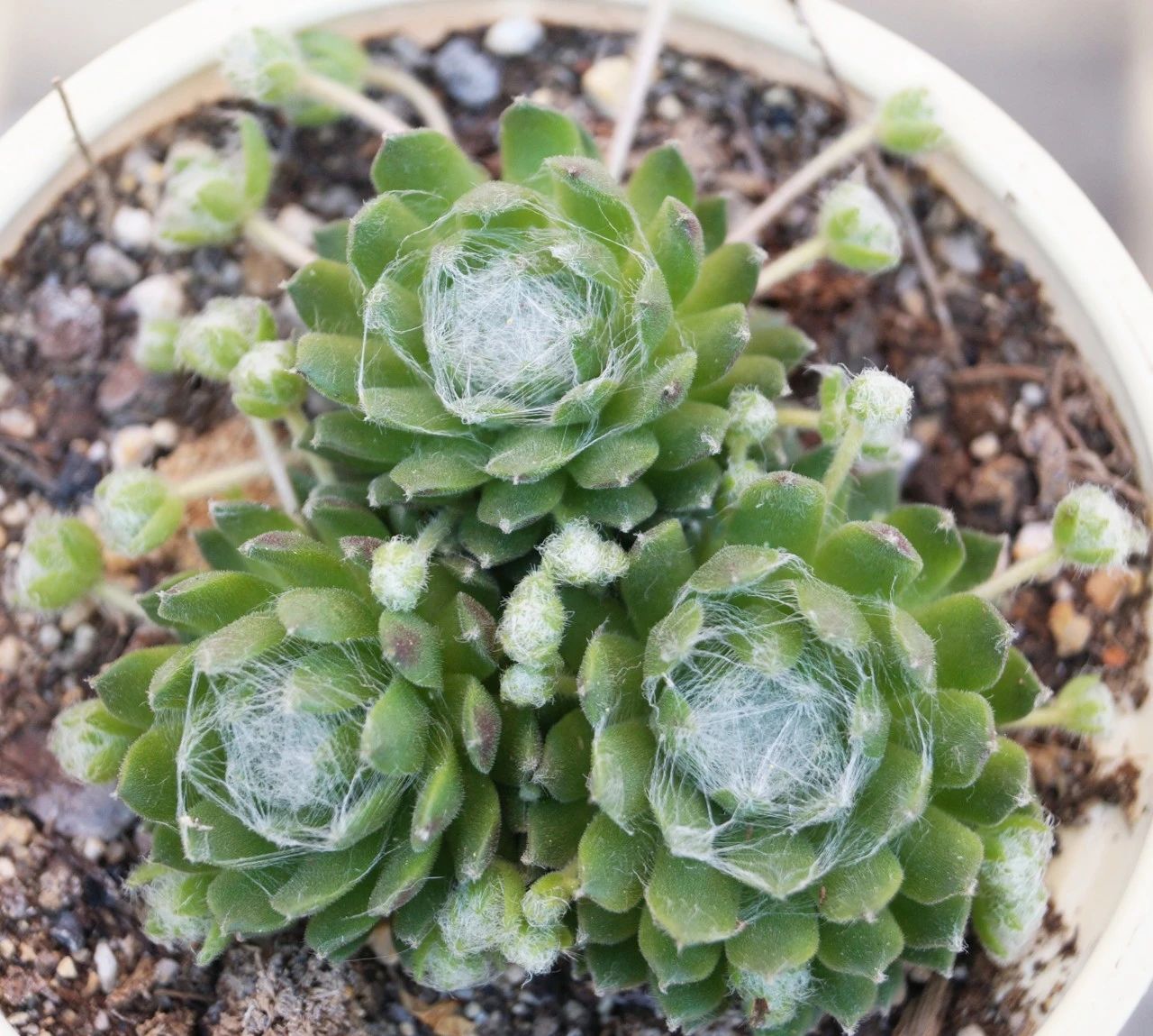 叶子上长满白色丝线的蛛丝卷绢容易长侧枝繁殖简单极其耐寒