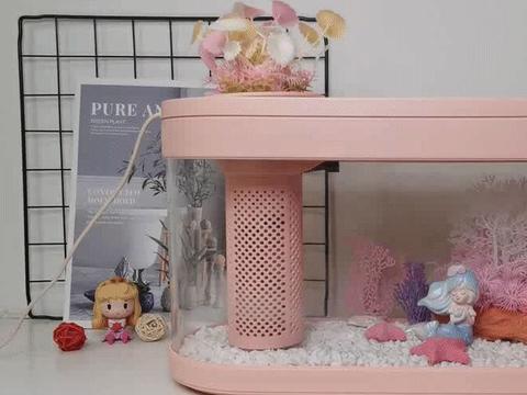 生态缸制作视频 b08e-78b84ee98289a06917c55db78c1b0da4.jpg