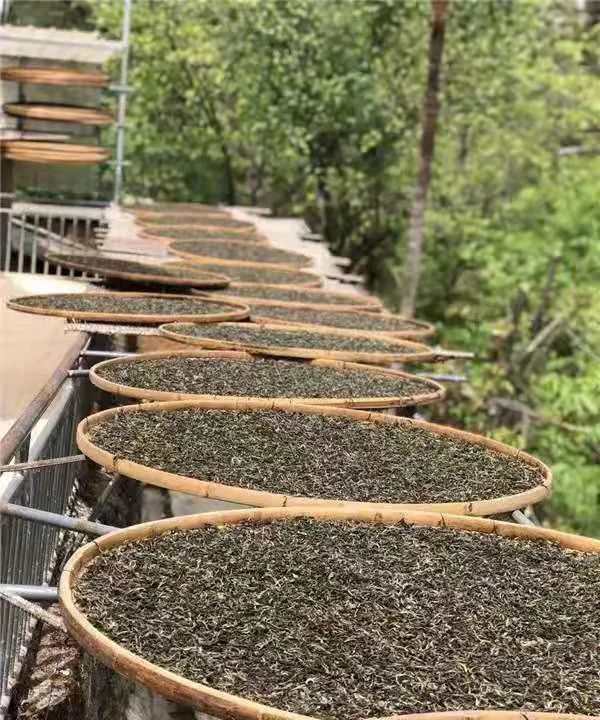 最银南 | 普洱生茶是紧压茶好还是散装茶好?