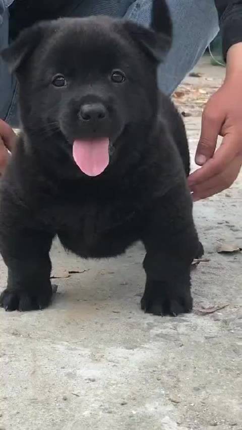 中华田园犬小黑一身肥嘟嘟的样子