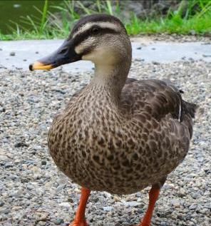 七月半:没有一只鸭可以活着离开广西,精彩地活在广西人的餐桌上休闲区蓝鸢梦想 - Www.slyday.coM 七月半:没有一只鸭可以活着离开广西,精彩地活在广西人的餐桌上休闲区蓝鸢梦想 - Www.slyday.coM