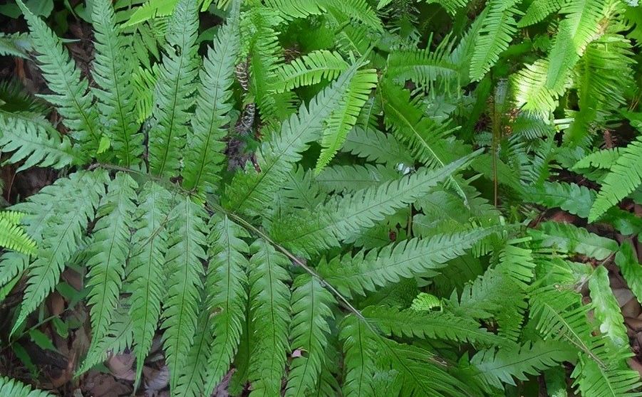 每日一中药狗脊