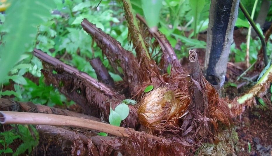 归肝经,肾经.狗脊主要的功效是:祛风湿,补肝肾,强腰膝.