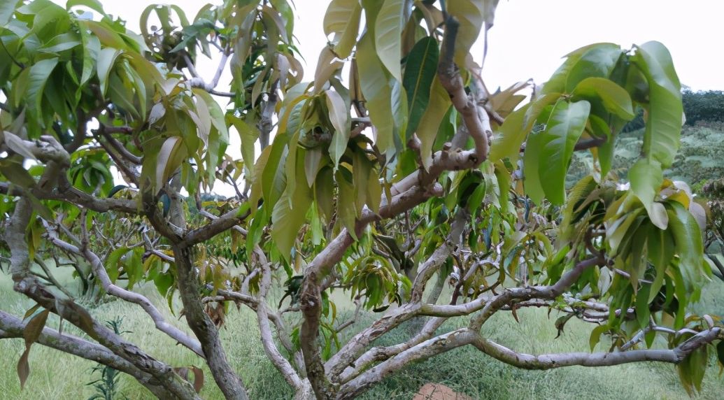 芒果树如何分辨四季抽生的枝梢芒果新梢生长的具体情况是什么