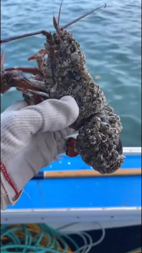 龙虾:劳资刚买的石头人同款皮肤珊瑚礁