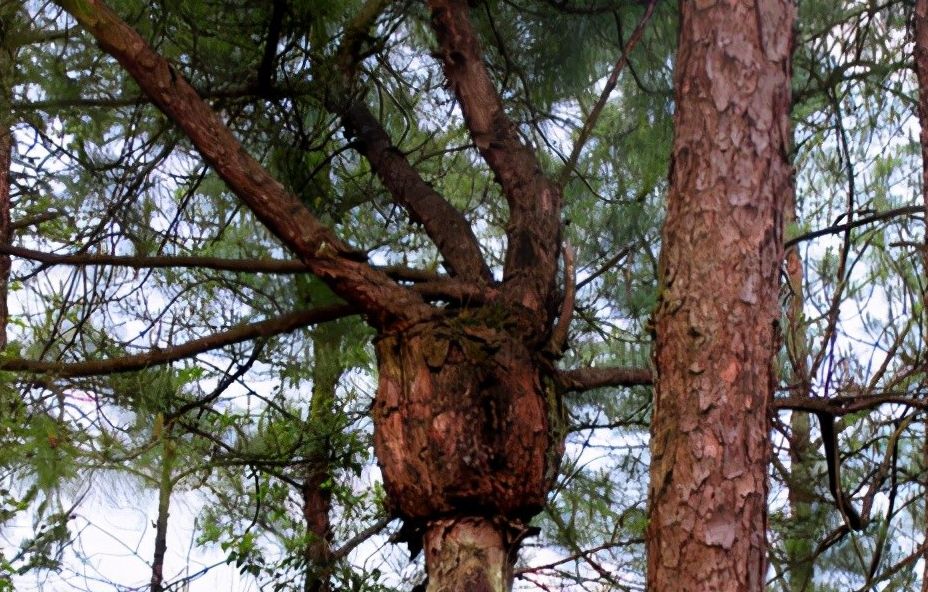 每日一中药松节