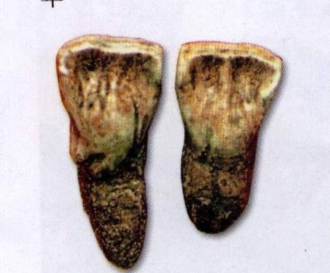 人类都有同一个非洲母亲我们从何而来漫谈史前时代