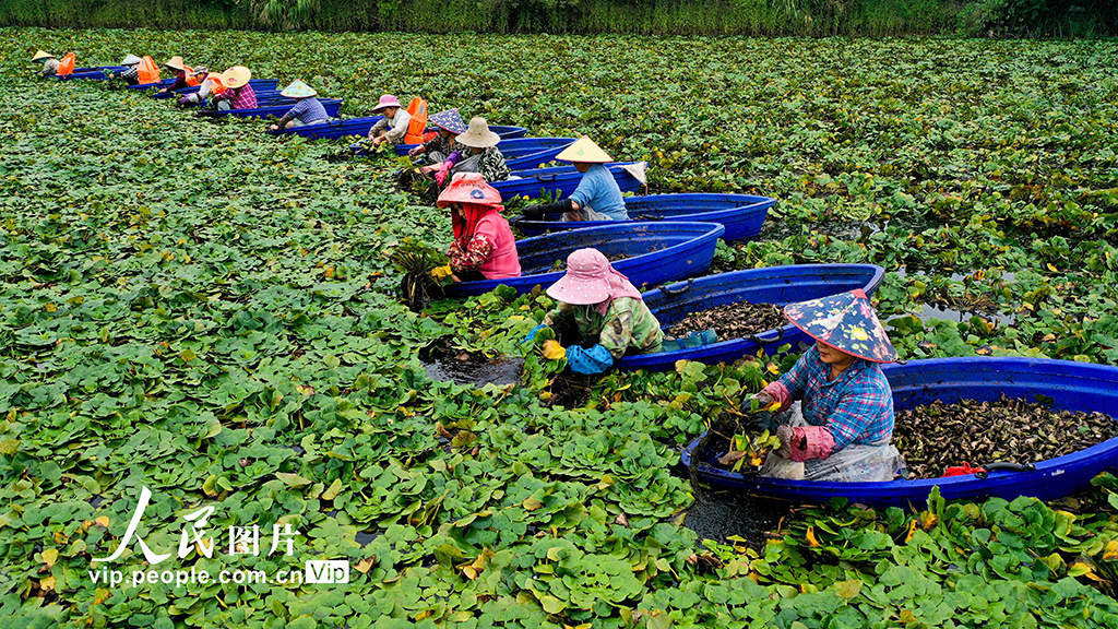 江西分宜:采菱忙