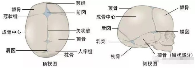 头真的能被睡扁吗?当然.人类,估计是哺乳动物中最难生产的一支队伍了.