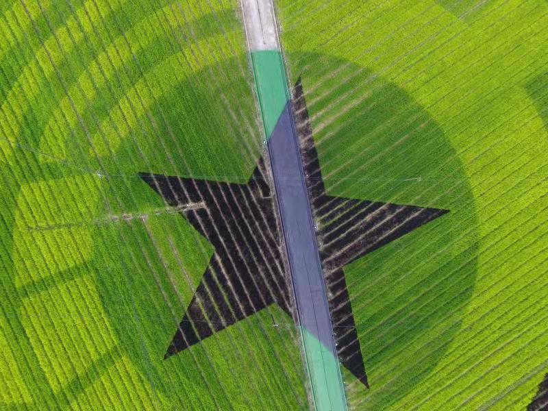 种植五彩旱稻在大地上作画,怀柔这个镇农田观景生产两不误