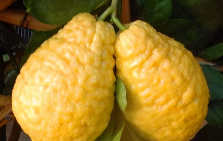 香橼也叫枸橼,枸橼子,它是芸香科柑橘属的一种灌木或小乔木的果实.