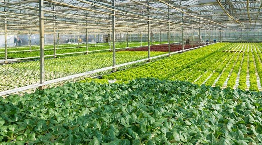 秋季棚菜种植技术及管理注意事项|塑料|大棚|作物_新浪新闻