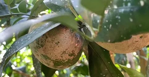 柑橘白粉病和白癞病的区别是什么图片大全集(柑橘白癞病会传染吗)