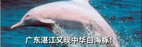 小龙坎、蜜雪冰城、华莱士、杨国福、奈雪的茶、大润发，罚！休闲区蓝鸢梦想 - Www.slyday.coM