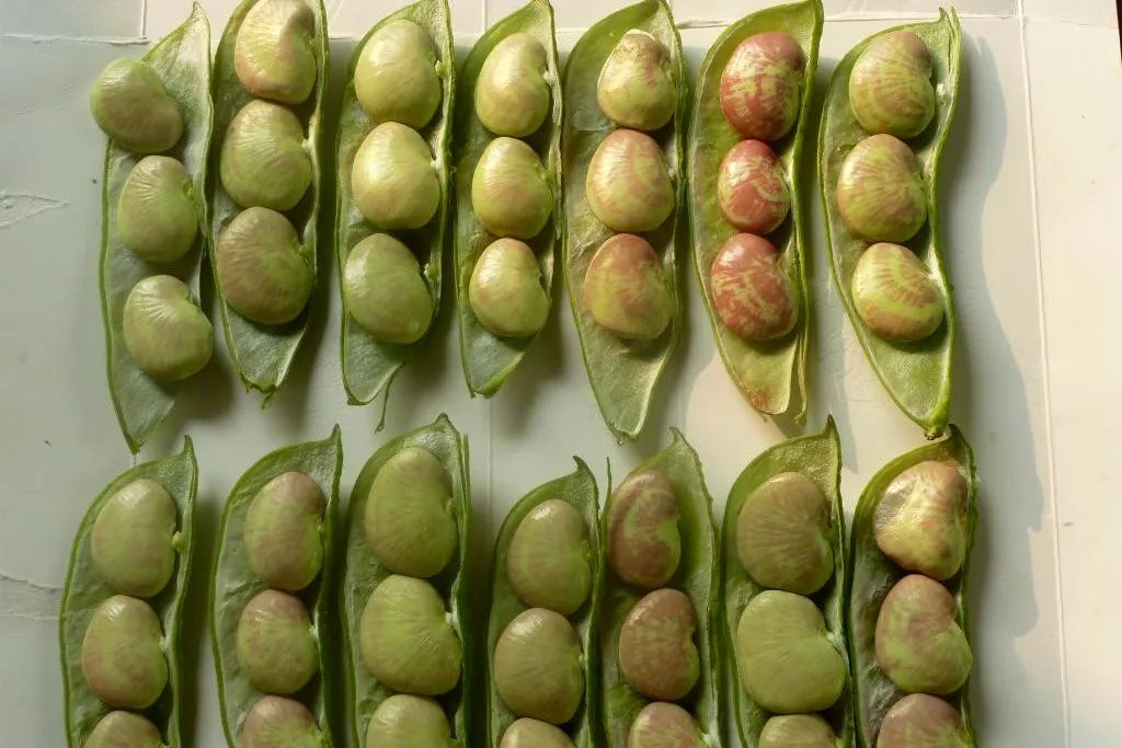 中国豆类大全__财经头条