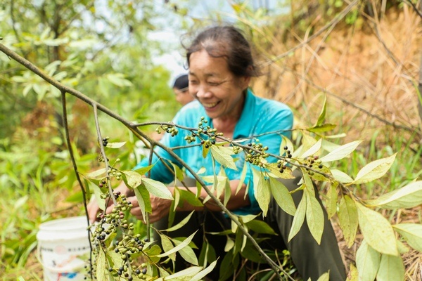 天柱县新联村:野生木姜子成熟 农户卖果增收