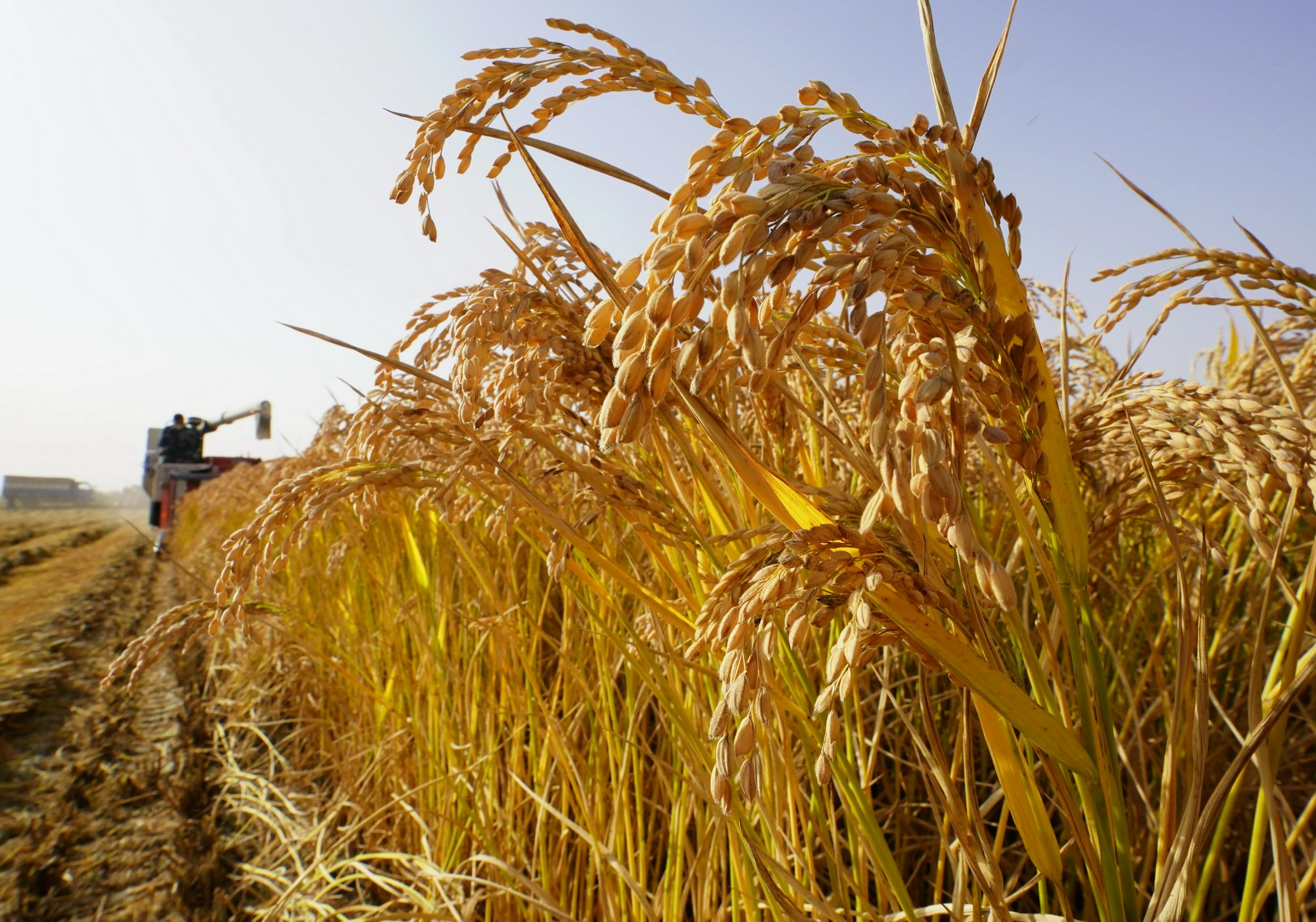 天气总体利于秋粮丰收 专家提醒分区分类精准防范|陕甘宁|秋粮|粮食