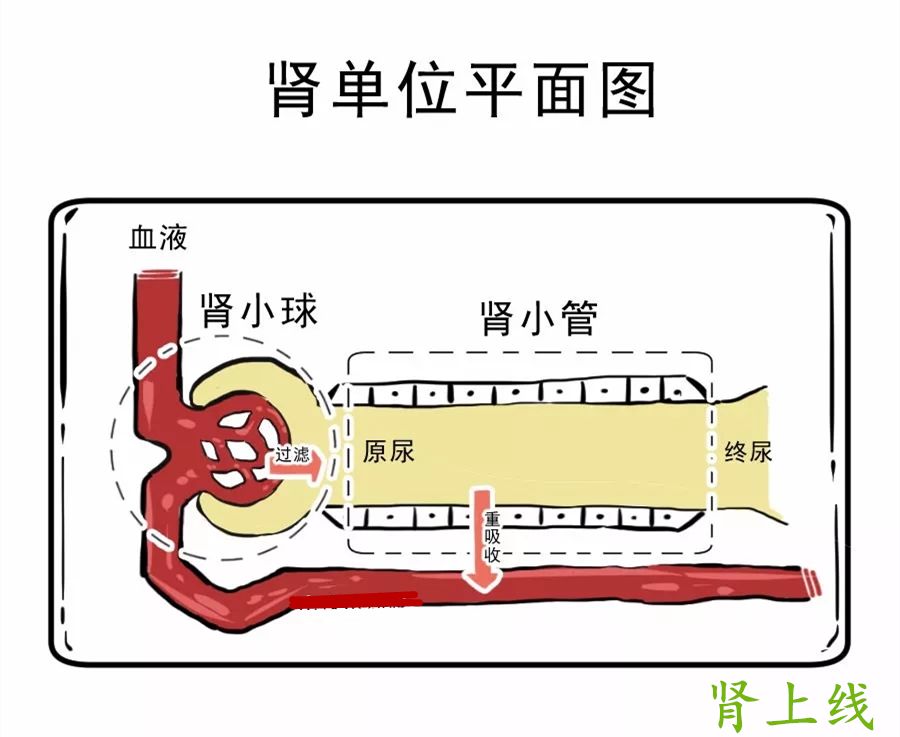 我们可以将肾脏比作排污系统,组成肾脏的每个肾小球是一条管道,清除