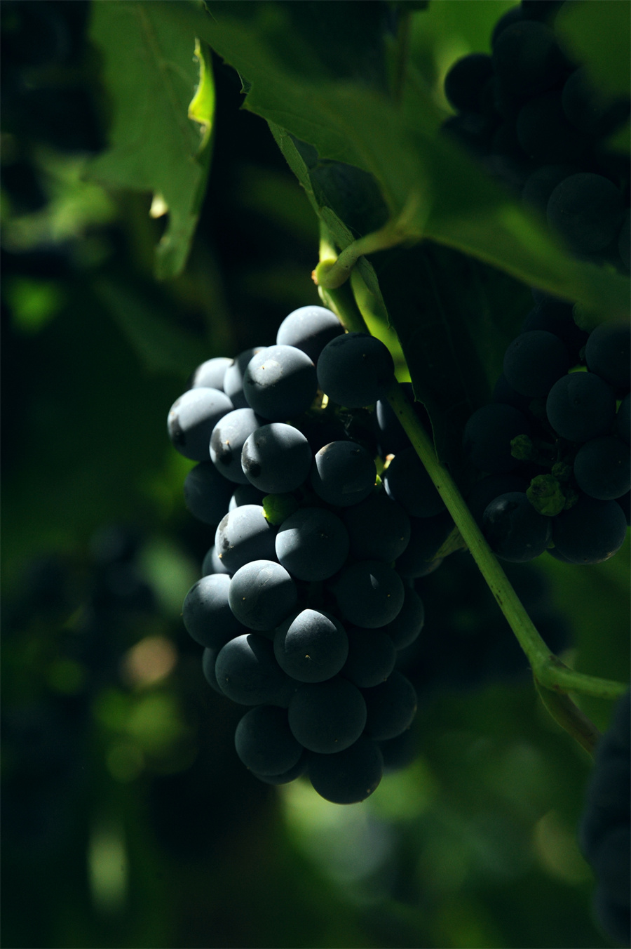 月光下的葡萄(央广网发刘晓峰摄)