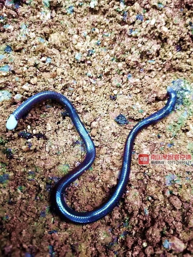 条身披鳞片的"蚯蚓",乍一看还以为是钩盲蛇(钩盲蛇是世界上最小的蛇类