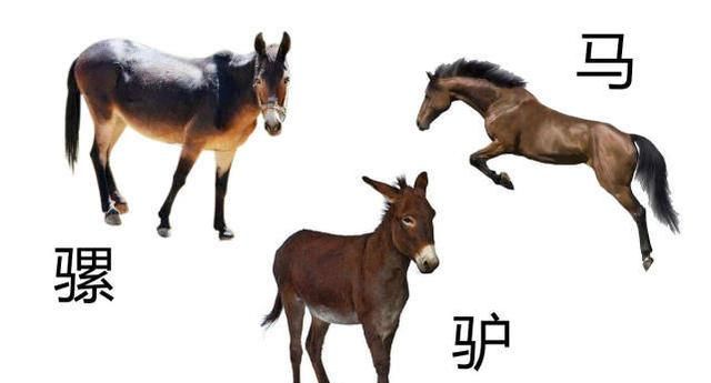 为什么?|骡子|染色体|怀孕_新浪新闻