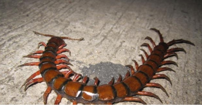 地球将重回巨虫时代澳洲出现巨型蜈蚣每年吃3700多只海鸟