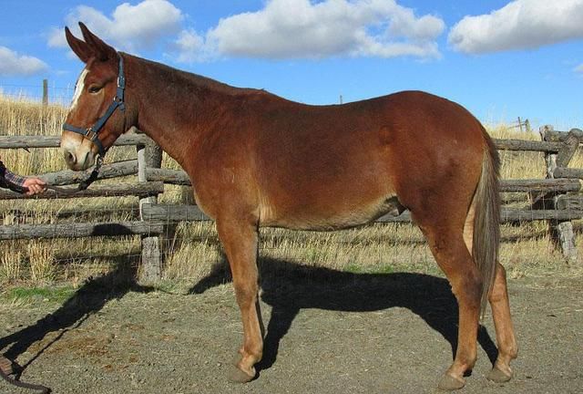 为什么?|骡子|染色体|怀孕_新浪新闻