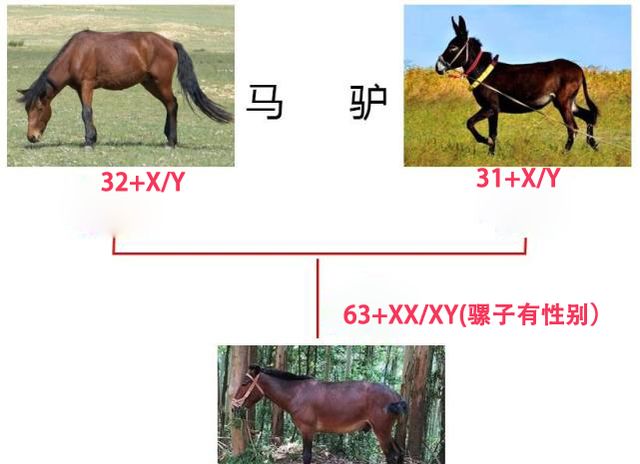 网传母骡怀孕必死是真的吗为什么