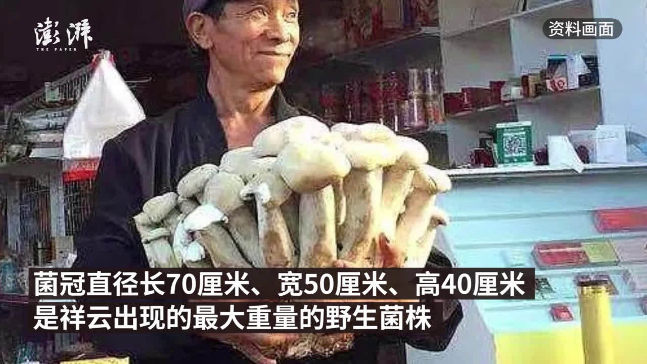 云南村民发现21公斤野生菌王:当地称梨窝菌,口感脆爽_新浪新闻