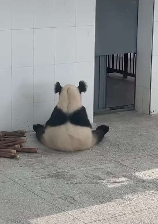 广泛!大熊猫长相潦草走红"黄花晚节"-第1张图片-小兔博客